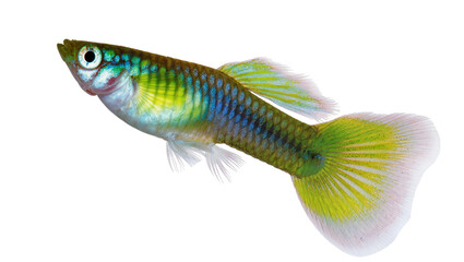 Vibrant green and blue platy fish gracefully swimming displaying its yellow and white tail fin, isolated on transparent background for aquatic designs © Anneliese