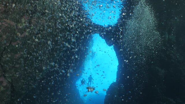 school of shiny fish in cave underwater silversides with scuba divers ocean scenery Atherina boyeri)