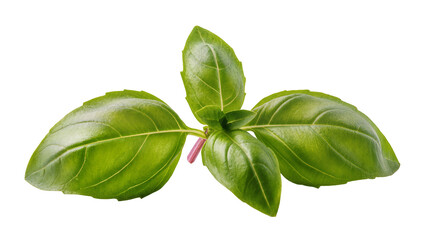 Fototapeta premium Vibrant green basil leaves with delicate veins and a tiny stem, perfectly isolated on transparent background for culinary designs and recipes