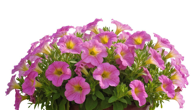 Vibrant pink and yellow petunia flowers densely clustered in a dark pot, isolated on transparent background for floral design projects