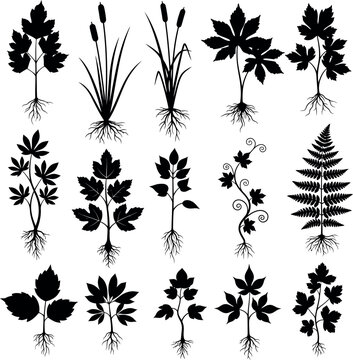 Set of black plant silhouettes with root systems