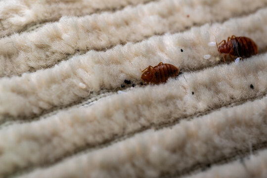Bed bugs infestation in mattress fabric