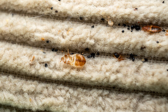 Bed bugs infestation in mattress fabric