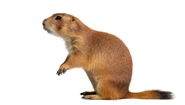 Brown rodent a prairie dog standing alert with short tail detailed fur texture, isolated on transparent background for wildlife designs