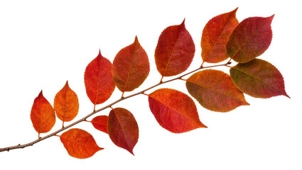 Naklejka premium Vibrant autumnal branch with multiple orange red and yellow leaves, beautifully isolated on transparent background for seasonal designs