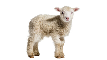 Fluffy young lamb with soft woolly fleece and gentle pink eyes, standing attentively isolated on transparent background for farm animal designs © Anneliese