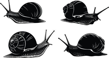 Detailed black and white vector illustration of snail silhouettes, showcasing shell textures, tentacles, anatomy, and artistic biological invertebrate designs © MdForad