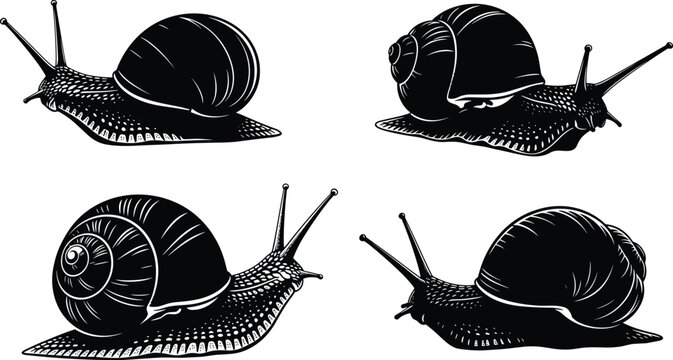Detailed black and white vector illustration of snail silhouettes, showcasing shell textures, tentacles, anatomy, and artistic biological invertebrate designs