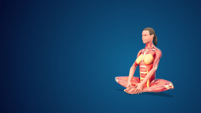 3D human Baddha Konasan or Bound Angle yoga pose on blue background