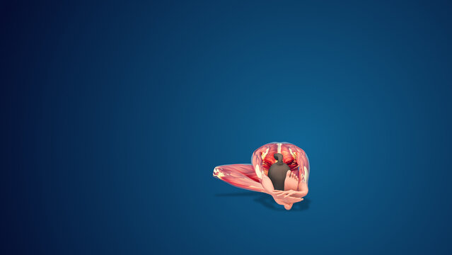 3D human Janu Sirsasana or Head-to-Knee yoga pose on blue background
