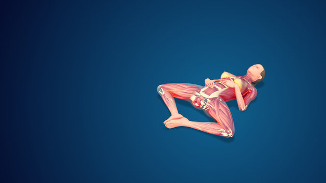 3D human Supta Baddha Konasana or Reclining Bound Angle Pose yoga pose on blue background