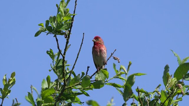 A male common rosefinch (Carpodacus erythrinus) or scarlet rosefinch sitting in the top of a shrub in spring