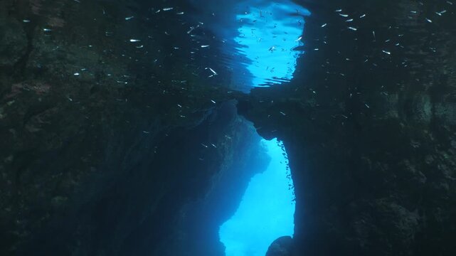 school of shiny fish in cave underwater silversides with scuba divers ocean scenery Atherina boyeri)
