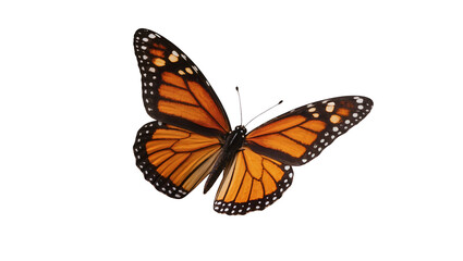 Vibrant monarch butterfly with orange wings black veins and delicate white spots, isolated on transparent background for nature designs © Anneliese