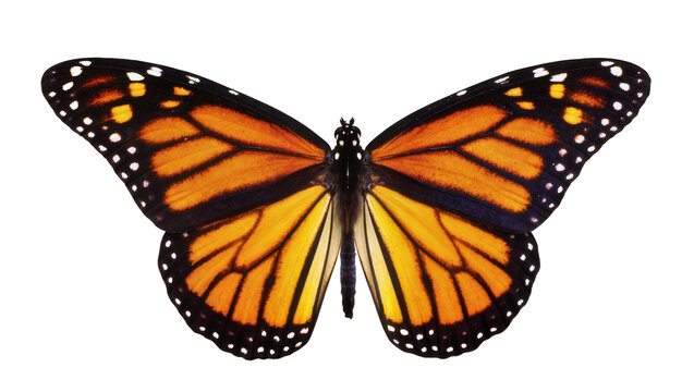 Vibrant monarch butterfly with intricate orange black and white wing patterns, isolated on transparent background for nature designs and educational materials