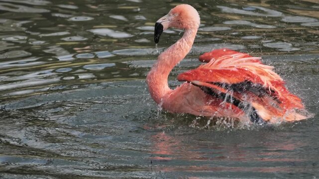 The greater flamingo (Phoenicopterus roseus) bathes in a lake.