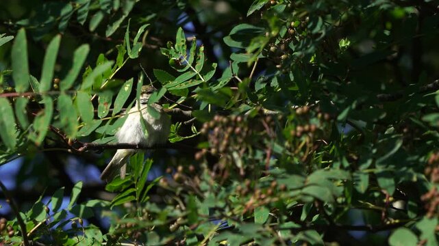 An adult common chiffchaff (Phylloscopus collybita) hiding and singing in a shrub in spring.