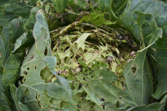 cabbage plant crop damaged by caterpillar attack
