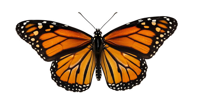 Monarch butterfly PNG with orange and black wings, beautiful insect isolated on white background for nature education