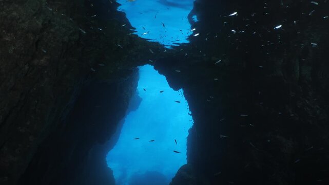 school of shiny fish in cave underwater silversides with scuba divers ocean scenery Atherina boyeri)