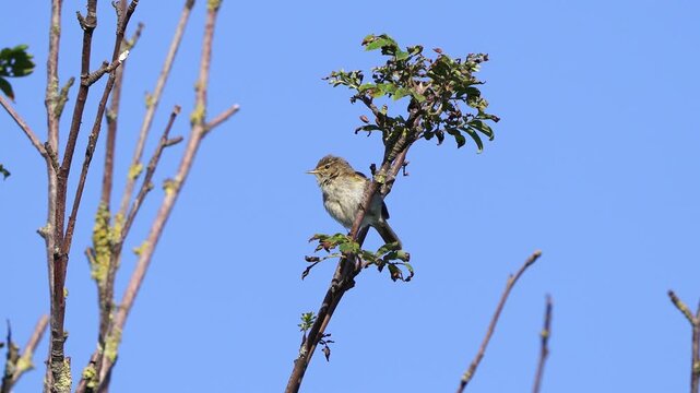 An adult common chiffchaff (Phylloscopus collybita) singing in early spring while sitting on the branch of a tree