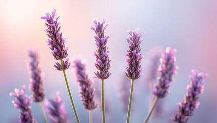 Fototapeta premium Vibrant purple lavender flowers blooming in a field with soft pastel background and warm sunlight