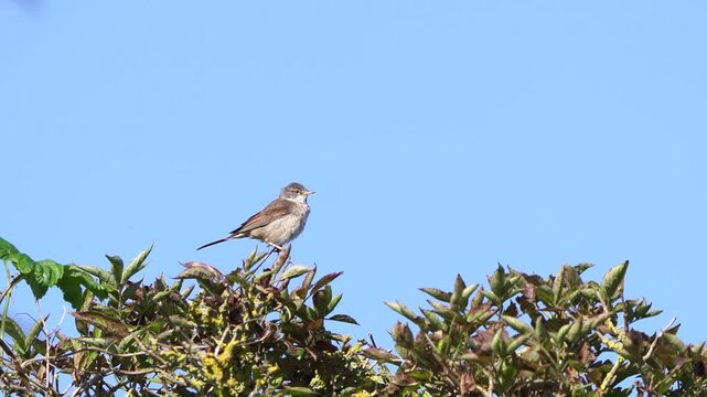 An adult common whitethroat or greater whitethroat (Curruca communis) stting in the top of a shrub in spring and flying away.