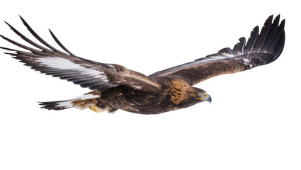 Fototapeta premium Majestic golden eagle soaring powerfully with widespread dark brown wings displaying sharp yellow eyes, isolated on transparent background for wildlife designs