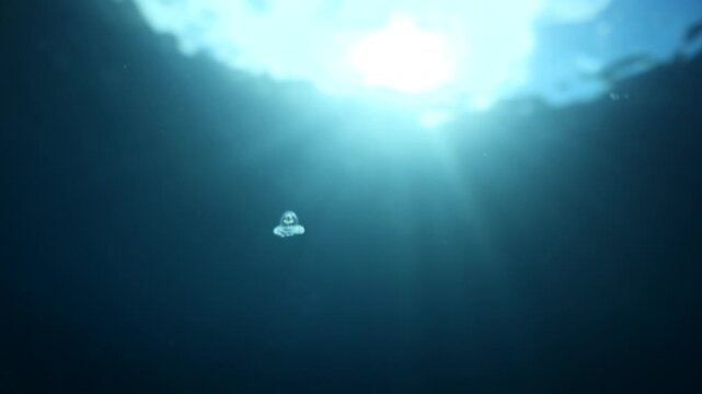 Turritopsis nutricula Turritopsis dohrnii Oceania O. armata immortal underwater closing jellyfish ocean scenery