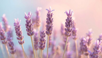 Fototapeta premium Closeup of fragrant lavender flowers in a field with soft pastel background and warm sunlight