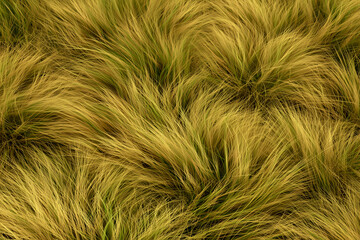 Obraz premium Close up of tall dry grass texture in African savanna