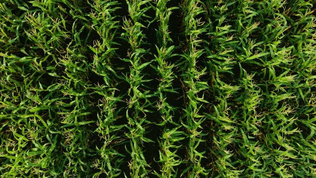 Green corn crop plantation field growing in dense aligned rows. Fresh maize farmland developing in structured green lines. Vibrant agricultural corn cultivation area flourishing in uniform formations