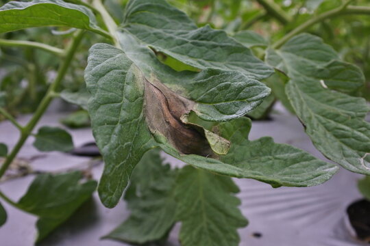 Symptoms of late blight disease attack by phytophthora infestans on tomato plant leaves in Indonesia are in the form of black spots.