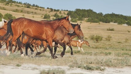 Obraz premium Horses running free in Crimea, near the town of Belogorsk