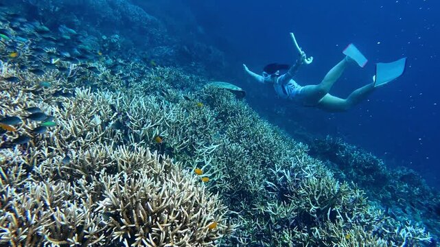 Woman Freediving with Underwater Exploration in Tropical Waters Over Colorful Coral Reef	
