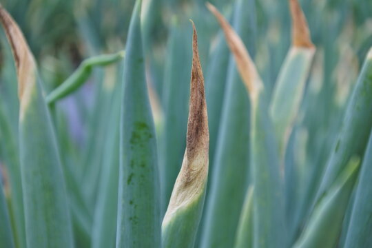 Purple blotch, Alternaria porri, which attacks the tips of leek leaves is a dangerous disease, close up and spread
