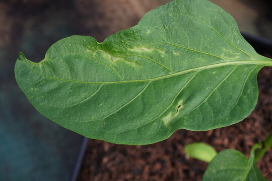 Symptoms of thrips attack on paprika leaves in Indonesia cause the leaves to curl.
