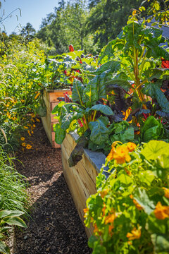 Lush wooden raised garden bed filled with various greenery, vegetable and herbs