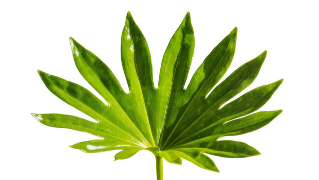 Vibrant green palmate leaf with pointed leaflets and a slender stem, isolated on transparent background for botanical designs and nature themes