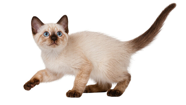 Adorable Siamese kitten with light brown fur and blue eyes playfully stretching its paws, isolated on transparent background for animal designs