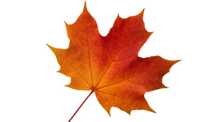 Obraz premium Vibrant orange maple leaf with detailed veins and a slender reddish stem, isolated on transparent background for autumnal design elements