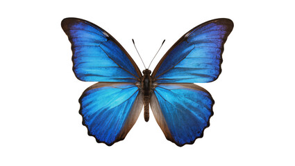 Fototapeta premium Vibrant blue morpho butterfly with intricate wing patterns, gracefully posed isolated on transparent background for nature designs and branding