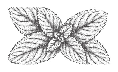 Black and white of mint leaves arranged symmetrically herb botanical vintage © Md