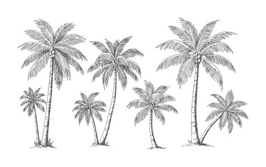 Collection of hand drawn dark grey coconut palm trees with textured trunks and fronds © Md