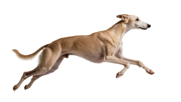Elegant fawn-colored Italian Greyhound gracefully leaping mid-air displaying athletic form, isolated on transparent background for pet adoption posters