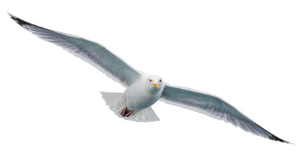 Graceful adult seagull in mid-flight wings outstretched showing detailed feather texture, isolated on transparent background for nautical designs © Fried