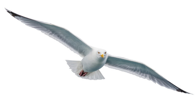 Graceful adult seagull in mid-flight wings outstretched showing detailed feather texture, isolated on transparent background for nautical designs