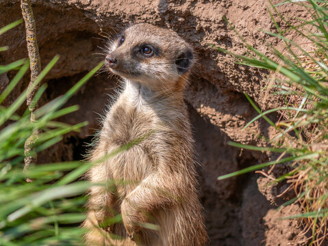 Erdm&auml;nnchen mit verspielten Blick