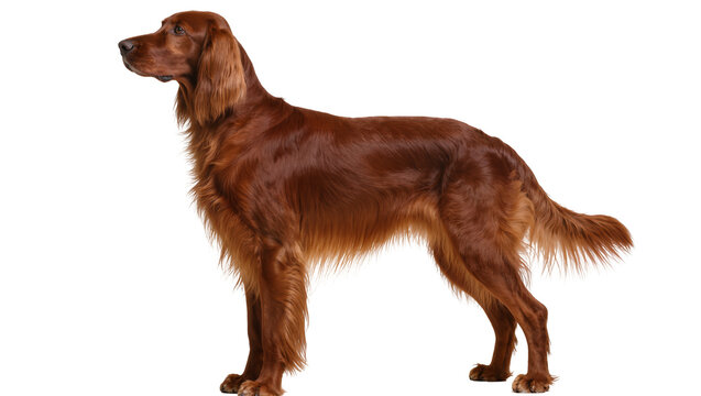 Majestic Irish Setter standing alert displaying rich auburn fur and a feathered tail, isolated on transparent background for pet portraits