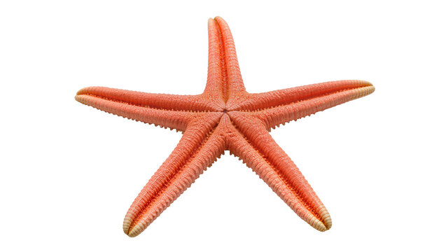 Vibrant orange starfish with textured surface and numerous tiny spines, isolated on transparent background for marine biology education